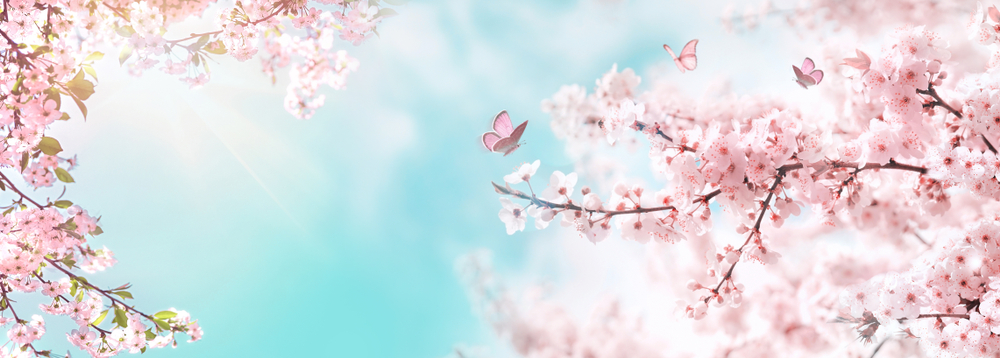 Spring,Banner,,Branches,Of,Blossoming,Cherry,Against,Background,Of,Blue