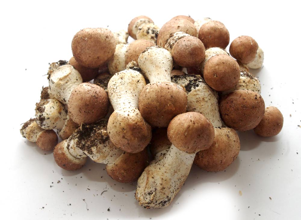 Agaricus-blazei-murill-brazilian-mushroom
