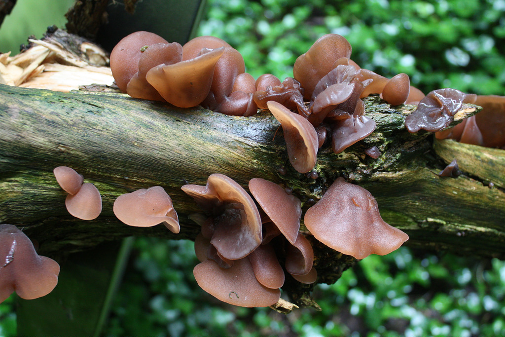 auricularia_protindor