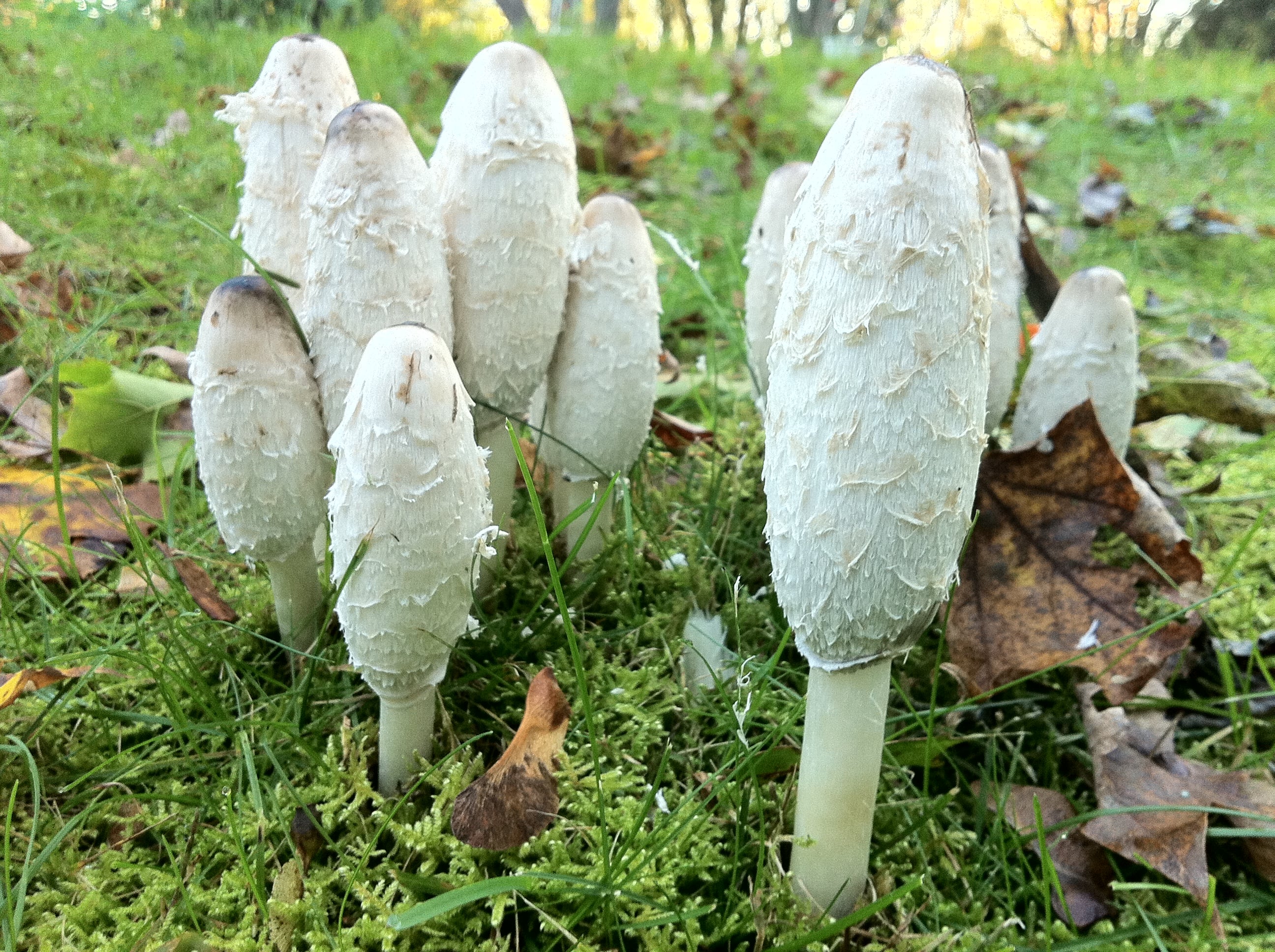 coprinus-hnojnik-antioxidant