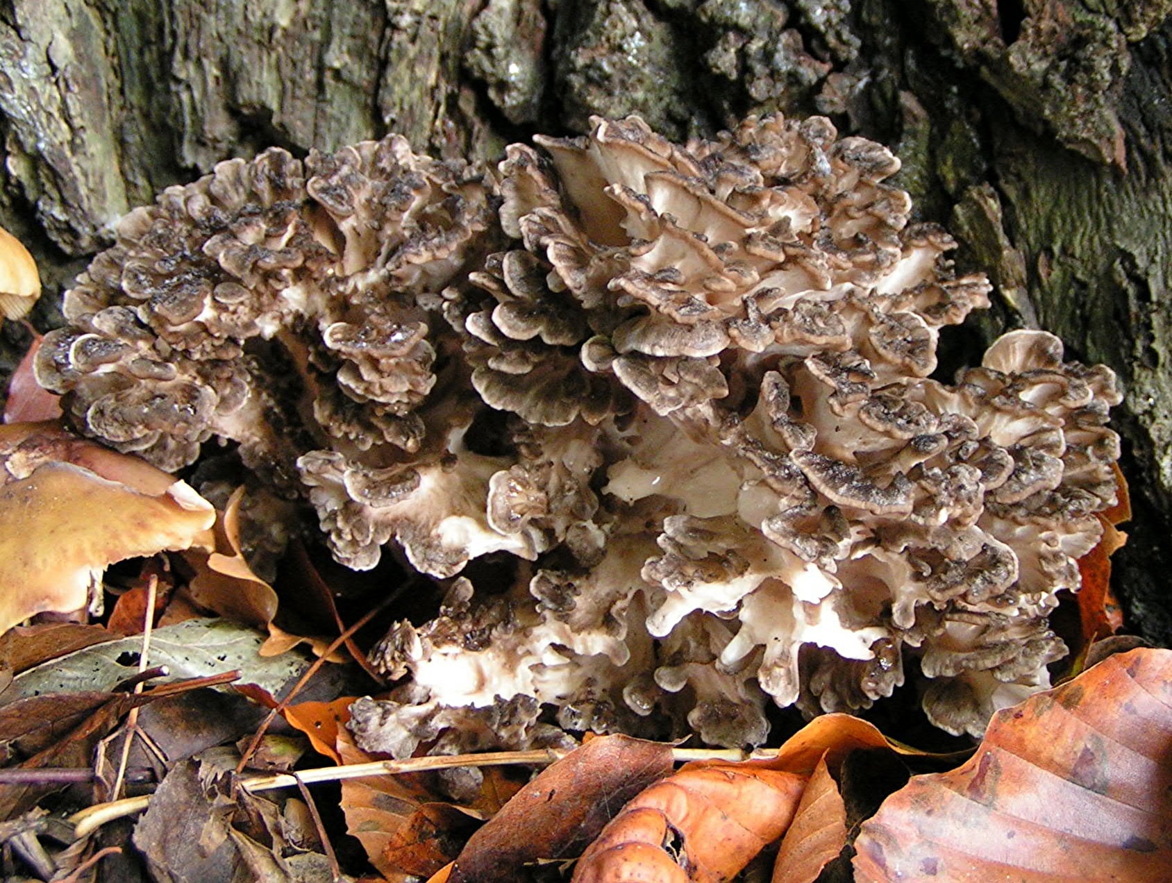 maitake-posilena-vitaminem-K-rakovina-ledvin