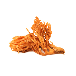 Cordyceps militaris