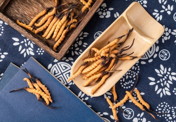7 vemi prekvapivch faktov o hube s nzvom Cordyceps