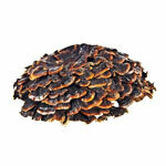 BIO prok Coriolus